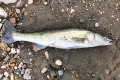 04.05.2019
