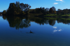 Herbst am Fridolfinger See